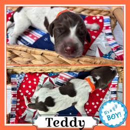 Teddy - Liver roan male German Shorthaired Pointer puppy in Spotsylvania Courthouse, Virginia from Ambitious Acres Kennels