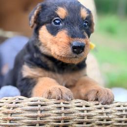 Poppy Aka Baby Girl Yellow - Black and tan female Airedale Terrier puppy in Mooresville, North Carolina from Farm 55