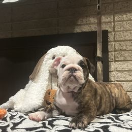 Starr - Red brindle and white female Bulldog puppy in Harrisburg, Pennsylvania from KnockDown Bulldogs