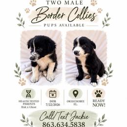 Two Border Collie Pups - Tri-color male Border Collie puppy in Okeechobee, Florida from Cowtown Corgis & Border Collies