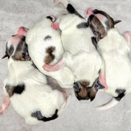 Companion Cross puppies from Lovely Ladies and Little Asses Miniature Equines (L3A Pomeranians & Papillons)