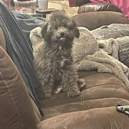 Havanese, Miniature Schnauzers, Poodles, and Schnoodles from Mashburns Little Munchkins