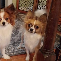 Duchess - Papillon