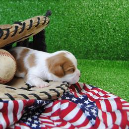 Boy 3 - male Cavalier King Charles Spaniel puppy in Mountain Grove, Missouri from Dogwood & Sassafras Companions