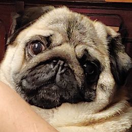 Bulldog and Pug All Grown Up from Phantazee Pugs and Bulldogs