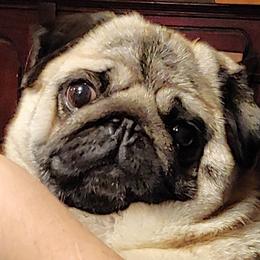 Bulldog and Pug All Grown Up from Phantazee Pugs and Bulldogs
