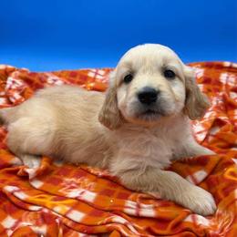 Reserved - REETZ - Dark golden male Golden Retriever puppy in Spanaway, Washington from 11 Oaks Kennels
