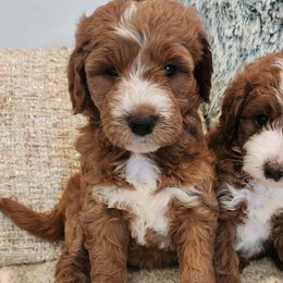 Bernedoodles and Goldendoodles from Paws 4 Doodles, LLC