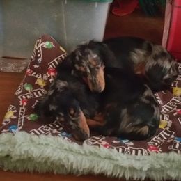 Dachshund Puppies from J-Lyn