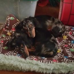 Dachshund Puppies from J-Lyn
