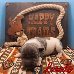 Laredo - White and blue male Rat Terrier puppy in Lynn, Alabama from Cryptic Rat Terriers