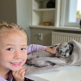 Busy Merle Girl, Darla - Merle female Shihpoo puppy in Delphos, Ohio from Route 66 Poodles & Doodles, Sapphire Shih-tzu's of Ohio