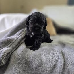 Bentley - Black male Cocker Spaniel puppy in Corcoran, California from Sweetheart Cockers