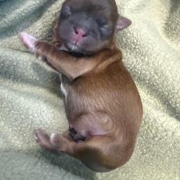 Boy 1 - Red and tan male Shih Tzu puppy in Hudson, Florida from My Boujee Shih Tzu Life