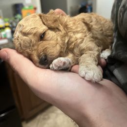 Boy 1 - Poodle puppy from Ruth’s Poodles