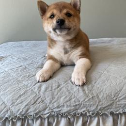 Pickles - Red male Shiba Inu puppy in Monett, Missouri from Happy Tails Shiba Inus