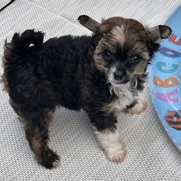 Jushae's Southern Heart AKA Pixi - Sable female Chinese Crested puppy in Anniston, Alabama from Jushae Kennel