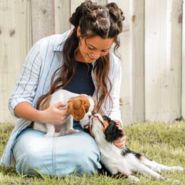 Cavalier King Charles Spaniel Puppies from Cavalier & Co.