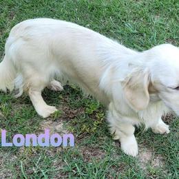 London - Dachshund