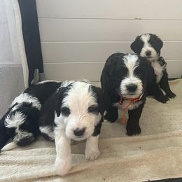 Bernedoodles and Sheepadoodles from Spy Haven LLC