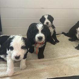 Bernedoodles and Sheepadoodles from Spy Haven LLC