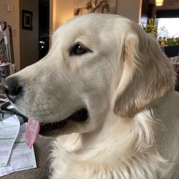 Ari - Golden Retriever