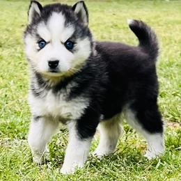 LJ Girl 2 - Black and white female Siberian Husky puppy in Monroe, Georgia from Beastly Beauties Huskies & Pomskies
