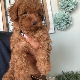 Lady Ruby - Red female Maltipoo puppy in Southern,, California from Maltipoo Tiny Pups & More