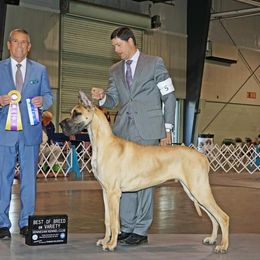 Sinatra - Great Dane