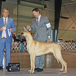 Sinatra - Great Dane