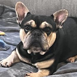 French Bulldogs from Laura's Frenchies