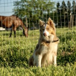 Ace - Border Collie