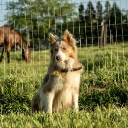 Ace - Border Collie