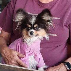 Miniature Pinschers and Russian Toys from Sun Run