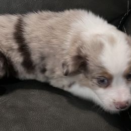 Girl 2 - Red merle Miniature Australian Shepherd puppy in Corydon, Indiana from Arbuckle’s Lookin Good Aussies (LGA)
