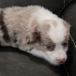Girl 2 - Red merle Miniature Australian Shepherd puppy in Corydon, Indiana from Arbuckle’s Lookin Good Aussies (LGA)