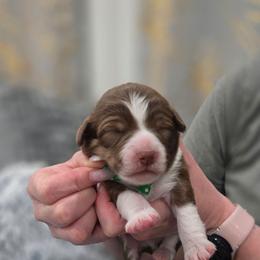 Mr wrinkles - Red tri-color male Miniature American Shepherd puppy in Santa Rosa, California from BennettValleyAussies