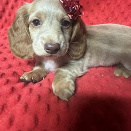 SPARKLES - Cream female Dachshund puppy in Polo, Missouri from Blue Tails Farm