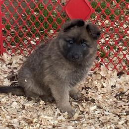 Girl 3 Little chunky monkey girl - Blue female German Shepherd puppy in Pelham, North Carolina from P & P Shepherds