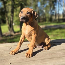 Hot Pink - Red wheaten female Rhodesian Ridgeback puppy in Hillman, Minnesota from Rhoxwood Kennel
