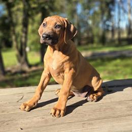 Hot Pink - Red wheaten female Rhodesian Ridgeback puppy in Hillman, Minnesota from Rhoxwood Kennel