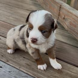 Miniature Australian Shepherd Puppies from Mid-Plains Mini Aussies