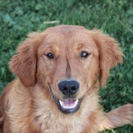 North - Golden Retriever