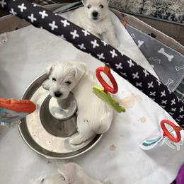 West Highland White Terrier Puppies from Highland Skye
