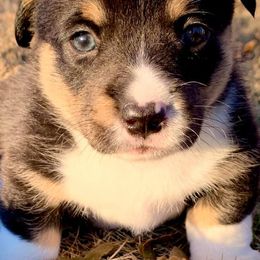 Pembroke Welsh Corgi Puppies from Diamond G Corgis
