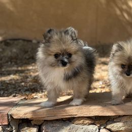 Zazu AKC Merle - Cream sable male Pomeranian puppy in Las Vegas, Nevada from POMS USA