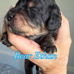 Bear Ethan - Black and tan male Cavapoo puppy in Centerville, Utah from Beehive Fur Friends