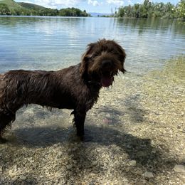 Dally - Wirehaired Pointing Griffon