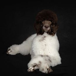 Poodles from Above the Standard Dogs