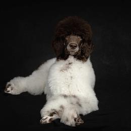 Poodles from Above the Standard Dogs